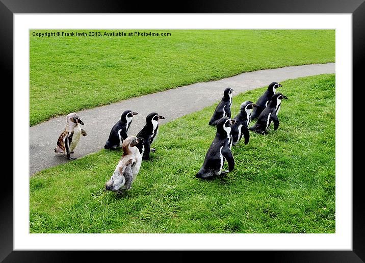 The Humboldt penguins off for a feed Framed Mounted Print by Frank Irwin
