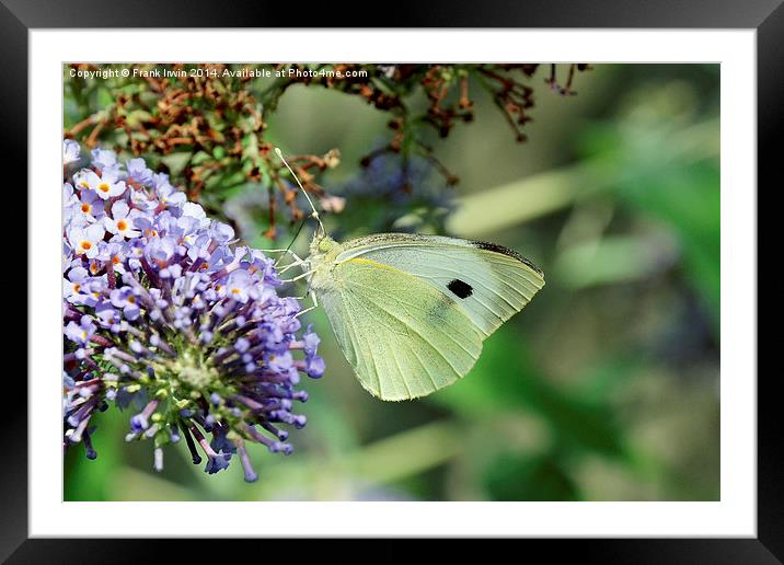 Green Veined White butterfly Framed Mounted Print by Frank Irwin