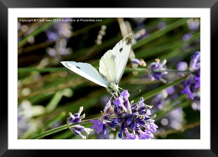 The small white butterfly Framed Mounted Print by Frank Irwin