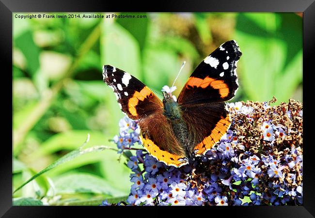 The beautiful Red Admiral Butterfly Framed Print by Frank Irwin