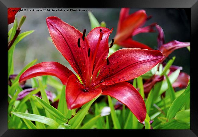 Beautiful Red Lilies Framed Print by Frank Irwin