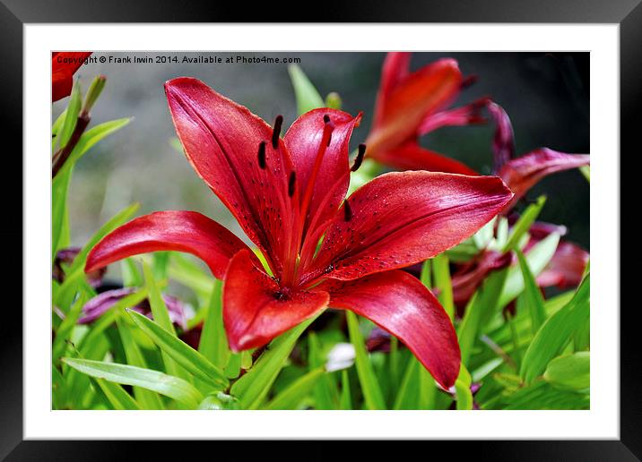 Beautiful Red Lilies Framed Mounted Print by Frank Irwin