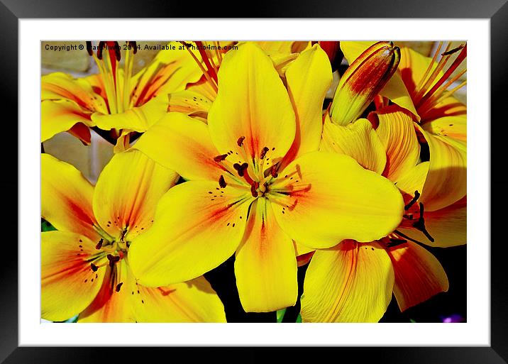 Beautiful Yellow Lilies Framed Mounted Print by Frank Irwin