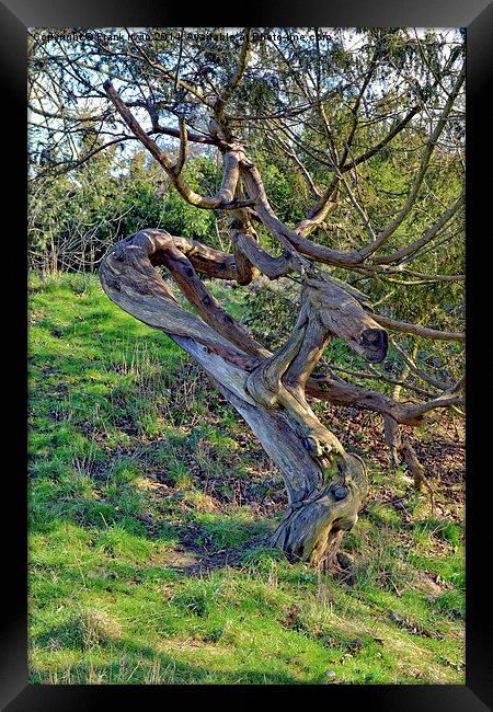 Contorted Tree trunk Framed Print by Frank Irwin