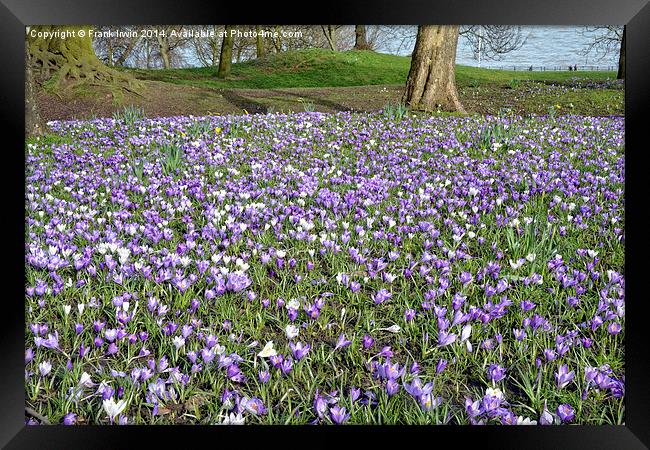 A Meadow full of crocusses Framed Print by Frank Irwin