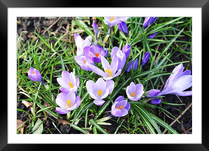 Crocusses, Croci Framed Mounted Print by Frank Irwin
