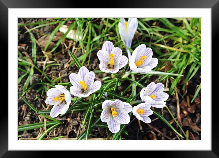 Colourful Crocusses, Croci Framed Mounted Print by Frank Irwin