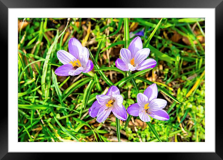 A bunch of Crocusses, Croci Framed Mounted Print by Frank Irwin