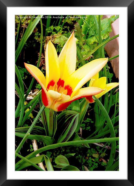 Dwarf Tulip heralding Spring Framed Mounted Print by Frank Irwin