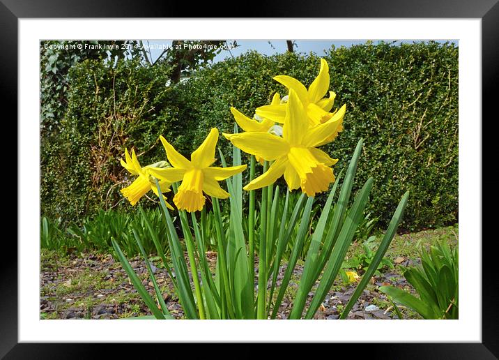 Daffodils dancing in the Spring sunshine Framed Mounted Print by Frank Irwin