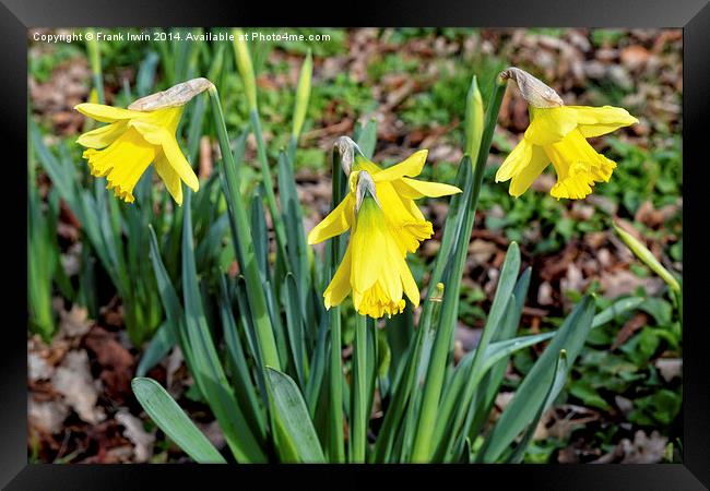 Daffodils heralding the coming of Spring. Framed Print by Frank Irwin