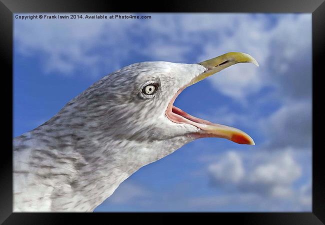 A sea bird Squawks Framed Print by Frank Irwin