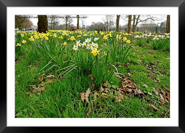 Daffodils growing in the wild Framed Mounted Print by Frank Irwin