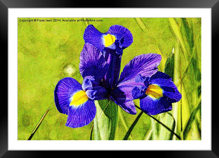 Artistic approach to a Blue Iris Framed Mounted Print by Frank Irwin