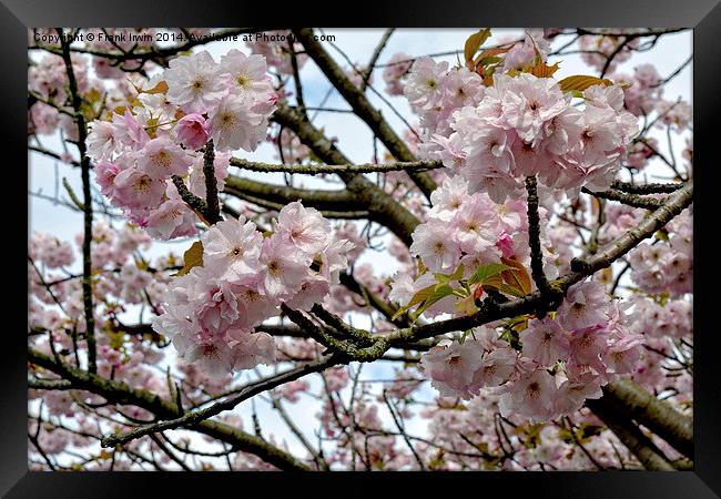 Cherry Blossom in Spring Framed Print by Frank Irwin