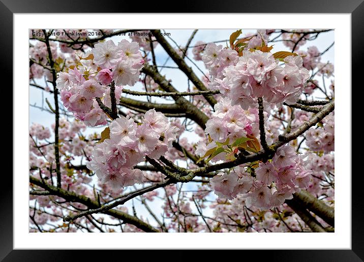 Cherry Blossom in Spring Framed Mounted Print by Frank Irwin