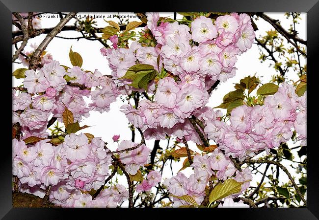 Cherry Blossom in Spring Framed Print by Frank Irwin