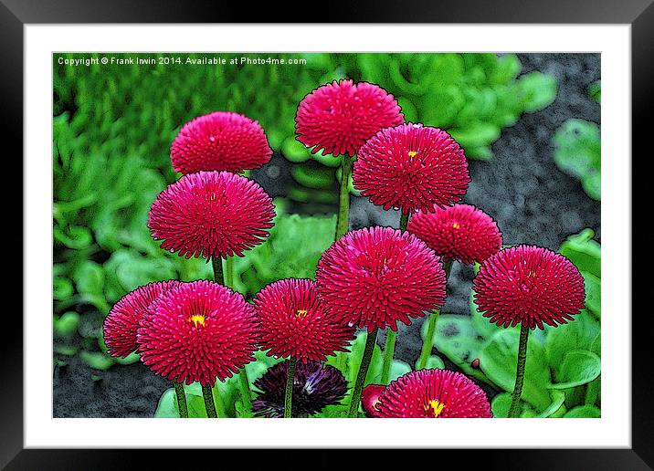 Asters shown artistically Framed Mounted Print by Frank Irwin