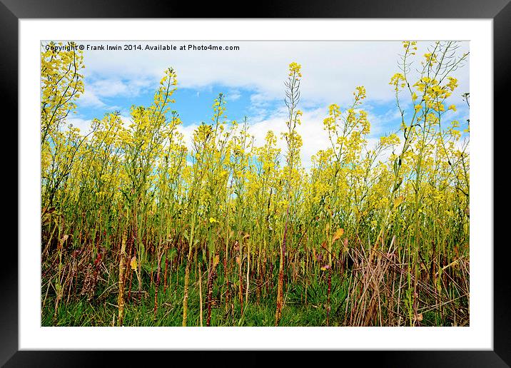Bright yellow Rapeseed vista Framed Mounted Print by Frank Irwin