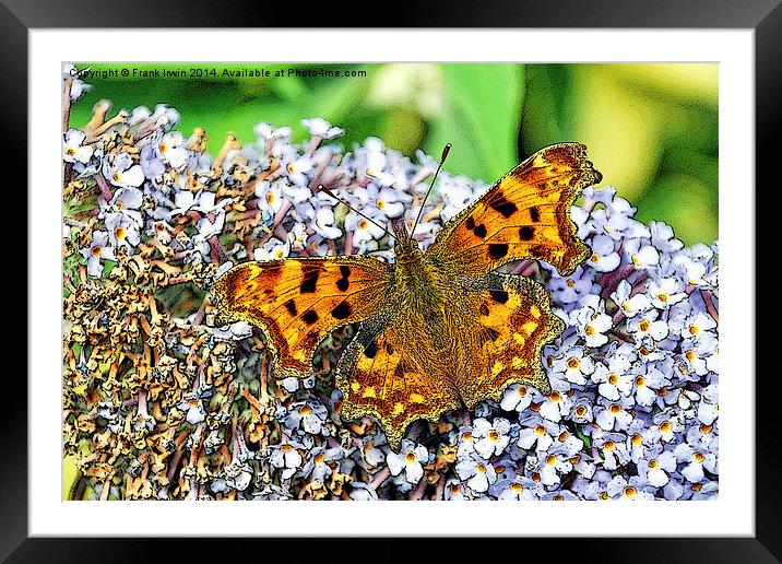 The Comma butterfly, artistically done Framed Mounted Print by Frank Irwin