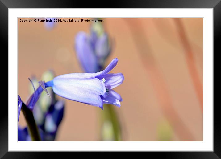 An individual Bluebell head Framed Mounted Print by Frank Irwin