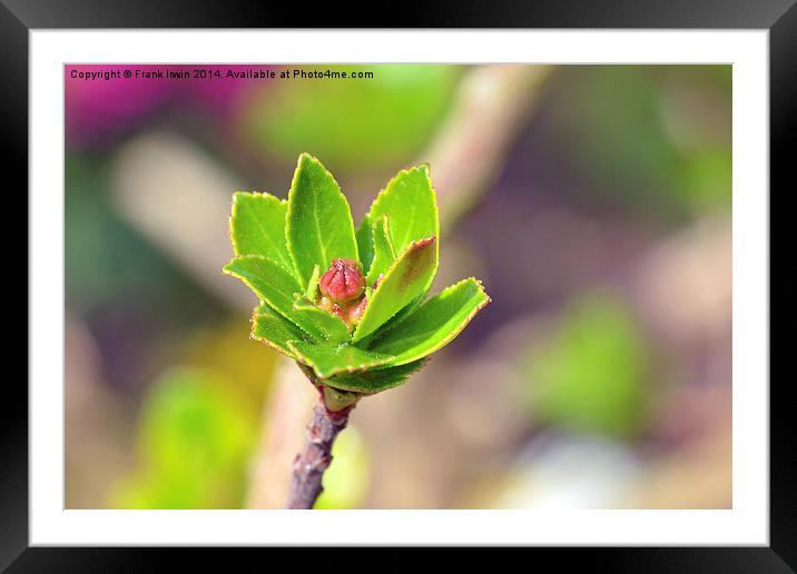 A new bud on a Weigela plant. Framed Mounted Print by Frank Irwin