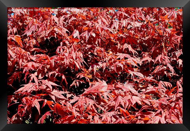 Beautitul Acer foliage Framed Print by Frank Irwin