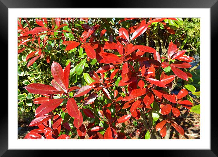 The pretty Photinia, Red Robin Framed Mounted Print by Frank Irwin
