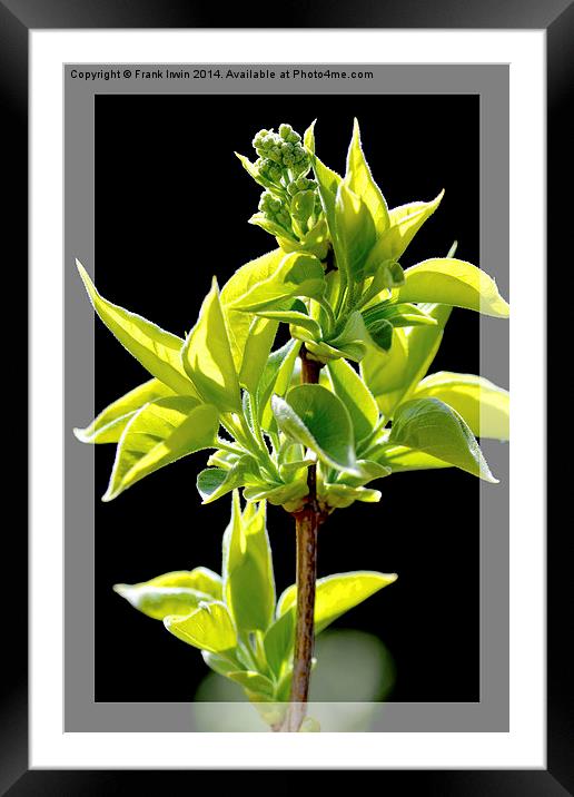Attractively framed “White Lilac” buds. Framed Mounted Print by Frank Irwin