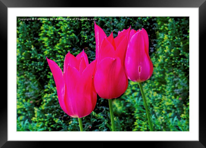 Colourful Tulips, showing the arrival of Spring Framed Mounted Print by Frank Irwin