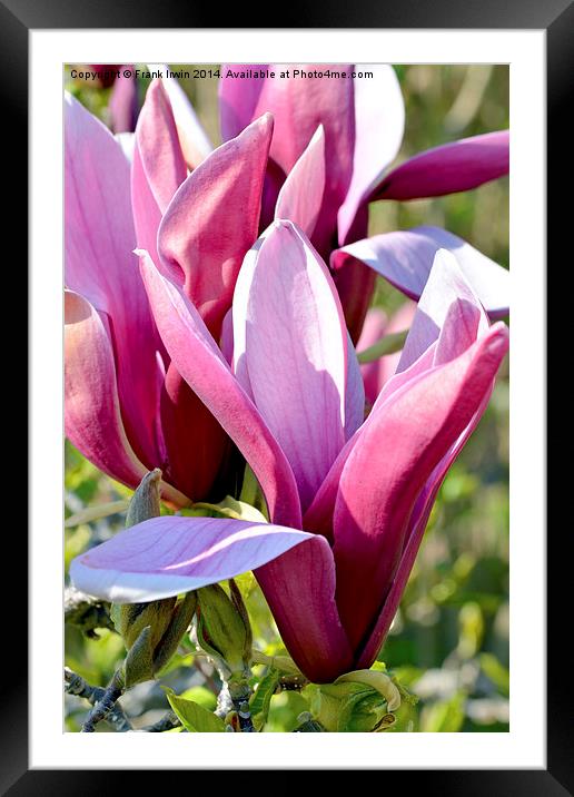 Magnolia flower head almost fully open. Framed Mounted Print by Frank Irwin