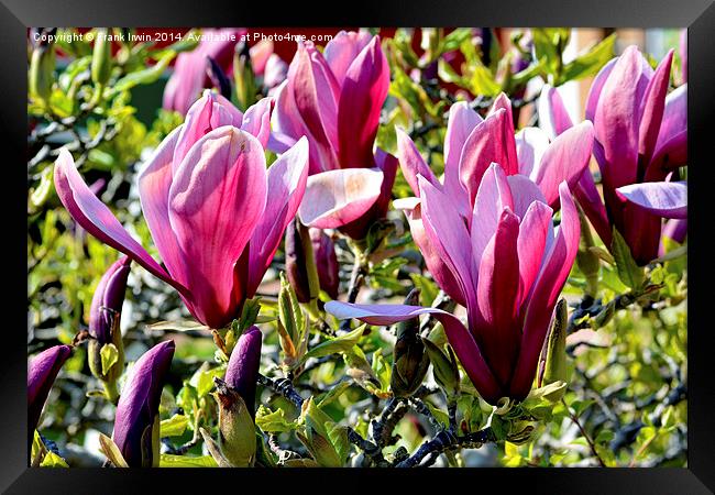 Magnolia flower heads almost fully open. Framed Print by Frank Irwin