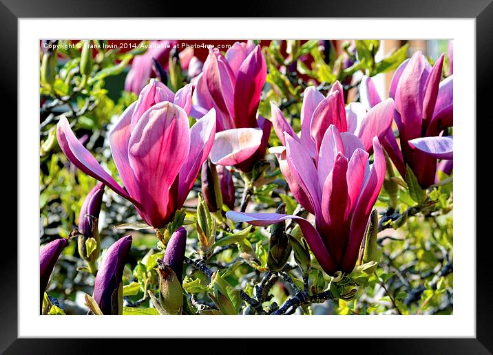 Magnolia flower heads almost fully open. Framed Mounted Print by Frank Irwin