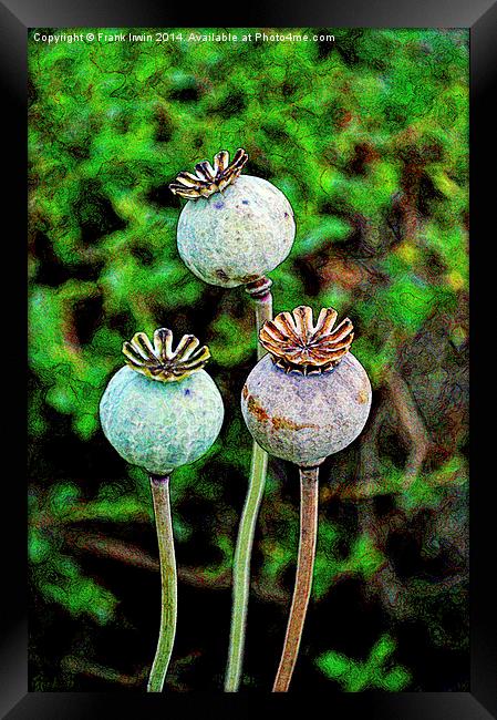 Artistic poppy seed pods Framed Print by Frank Irwin