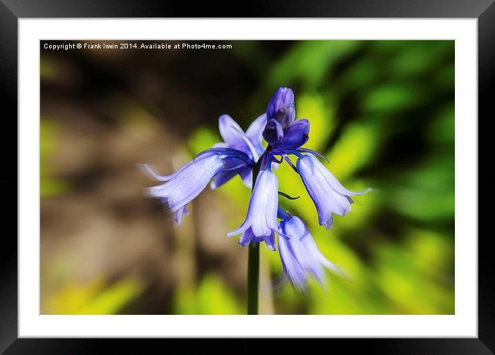A  Bluebell flower head close up Framed Mounted Print by Frank Irwin