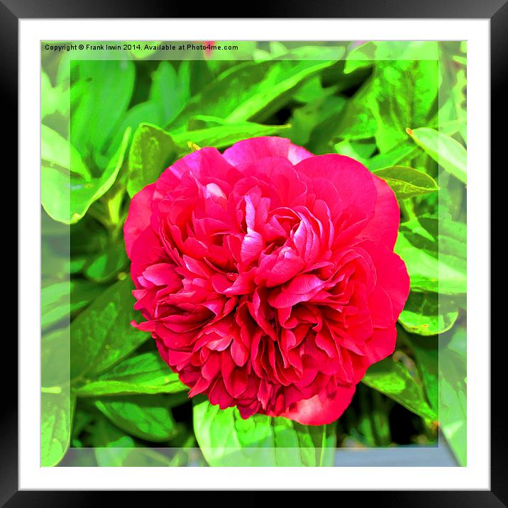 A beautiful Peony head in full bloom. Framed Mounted Print by Frank Irwin