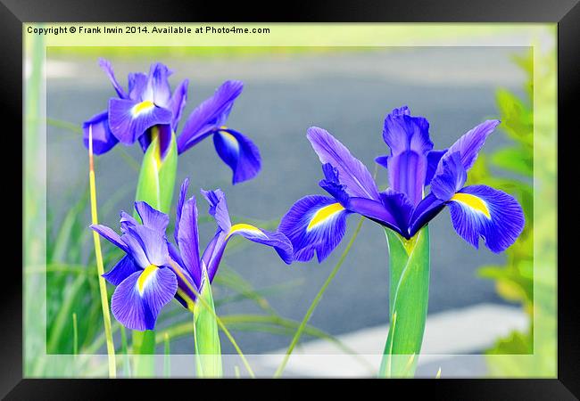 Blue Irises, in full bloom Framed Print by Frank Irwin