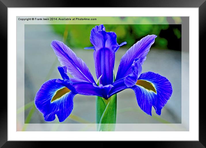 A single Blue Flower head, of the Iris family Framed Mounted Print by Frank Irwin