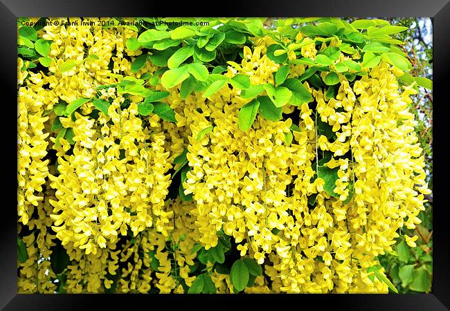 Laburnum, commonly called golden chain Framed Print by Frank Irwin