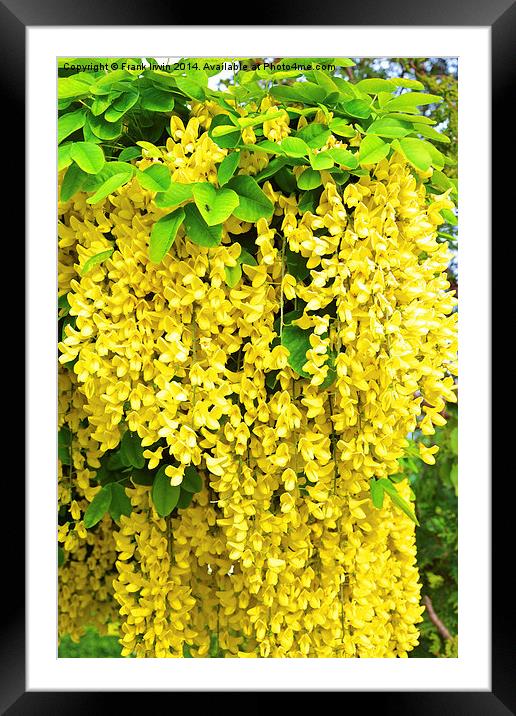 Laburnum, commonly called golden chain Framed Mounted Print by Frank Irwin