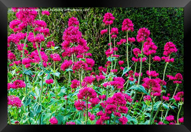 Red Valerian in all its glory Framed Print by Frank Irwin