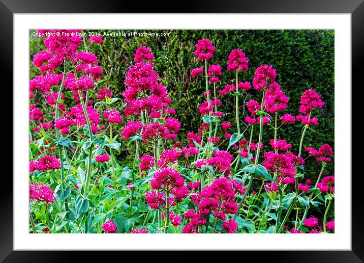 Red Valerian in all its glory Framed Mounted Print by Frank Irwin