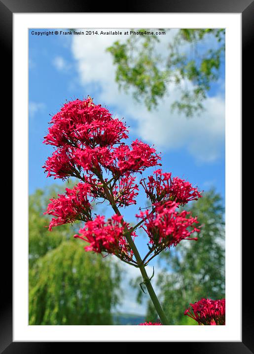Red Valerian in all its glory Framed Mounted Print by Frank Irwin