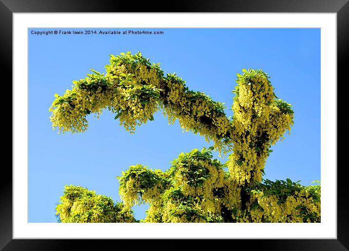 A Branch of Laburnum, commonly called golden chain Framed Mounted Print by Frank Irwin