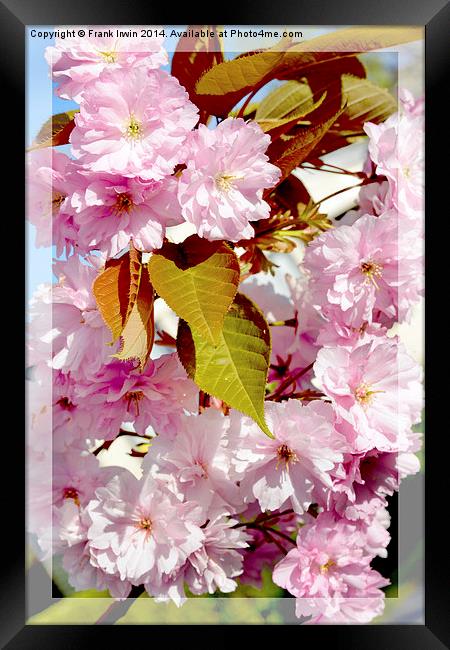 Beautiful Spring Blossom Framed Print by Frank Irwin