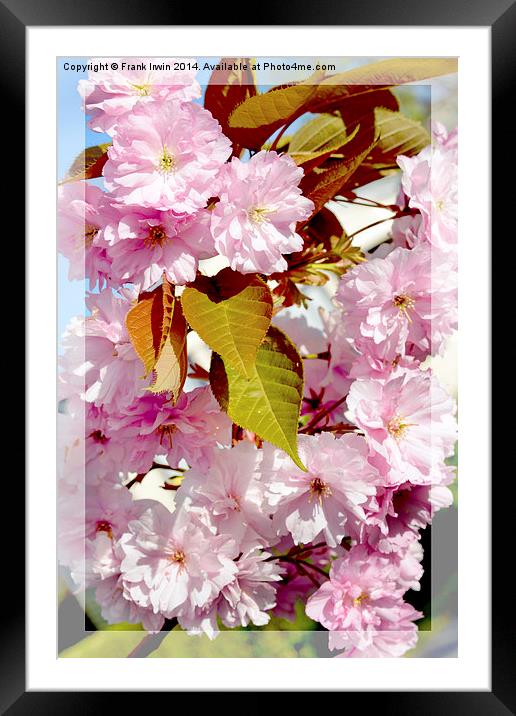 Beautiful Spring Blossom Framed Mounted Print by Frank Irwin