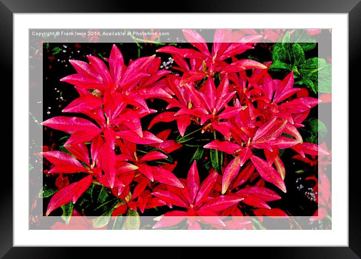 Beautiful colourful artistic Pieris, Framed Mounted Print by Frank Irwin