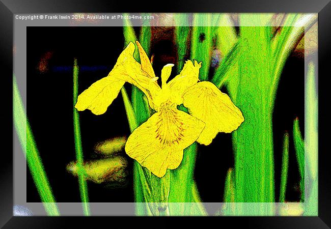 Artistic approach to a Yellow Iris Framed Print by Frank Irwin