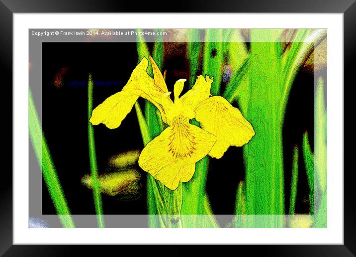Artistic approach to a Yellow Iris Framed Mounted Print by Frank Irwin
