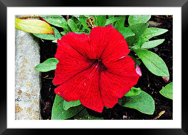 Beautiful Red Petunia shown artistically Framed Mounted Print by Frank Irwin